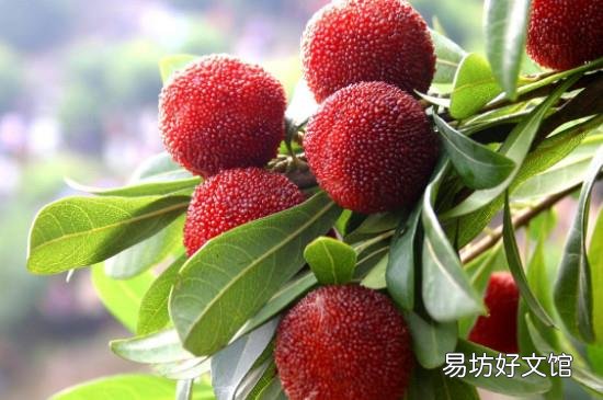 杨梅冷冻一年可以煮水吃吗