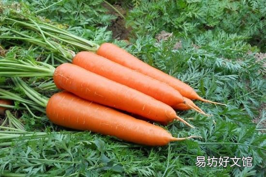 兔肉可以和胡萝卜一起吃吗