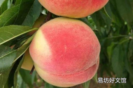 桃子可以和香蕉一起吃吗?