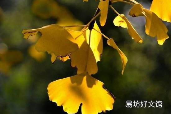 白果叶子泡水喝的功效和作用