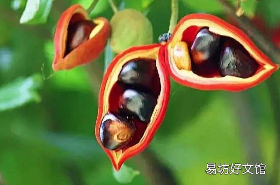 苹婆果的功效与作用