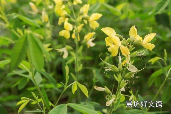 决明子叶子的功效与作用
