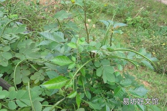 决明子叶子的功效与作用