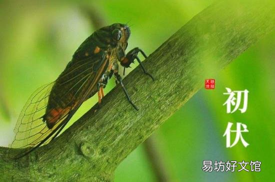 一伏多少天二伏多少天三伏多少天