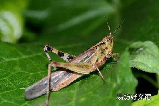 蝗灾的蝗虫为什么不能吃