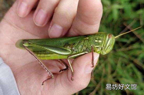 蝗灾的蝗虫为什么不能吃