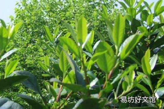 苦丁茶的功效