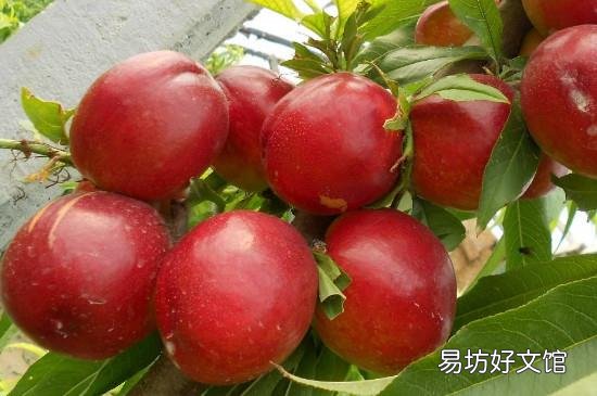 油桃的功效和作用禁忌