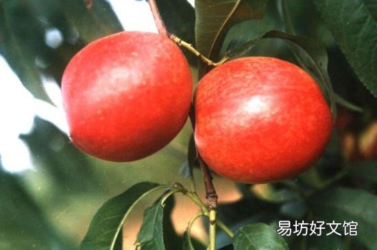 油桃的功效和作用禁忌