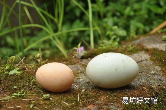 吃鹅蛋的禁忌