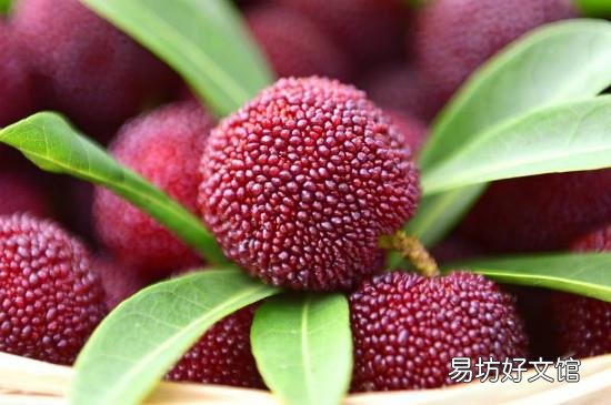 杨梅功效与作用