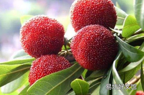 杨梅功效与作用