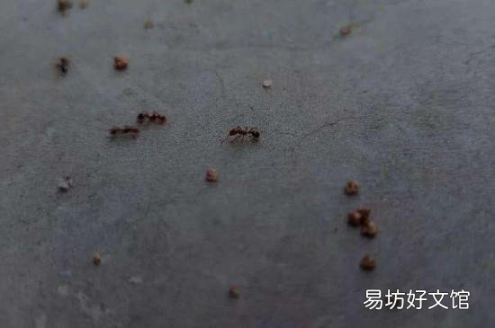睡觉的床上有蚂蚁怎么处理