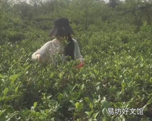 自己摘的茶叶怎么炒