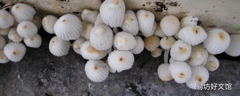 墙角长蘑菇的原因