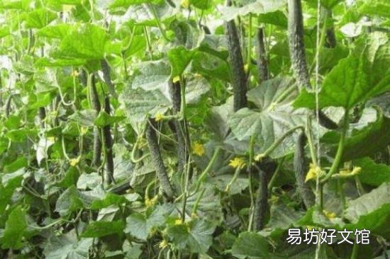 黄瓜有点苦怎么处理