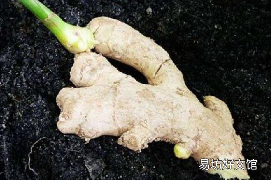 生姜长芽还能吃么