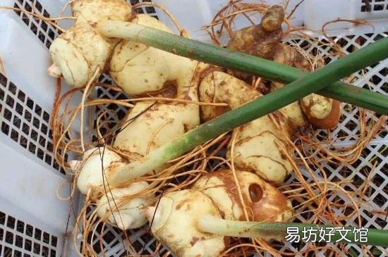生姜长芽还能吃么