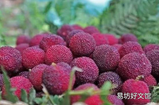 杨梅为什么不能多吃