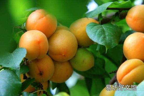 杏子和苹果能一起吃吗