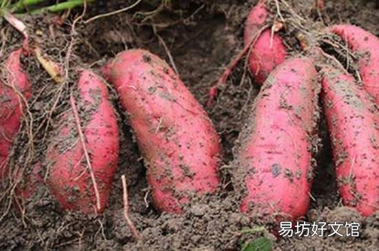 山芋和红薯有区别吗