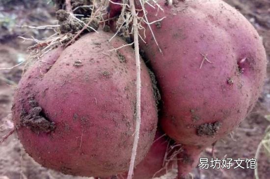 山芋和红薯有区别吗