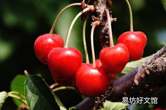 怎么摘樱桃