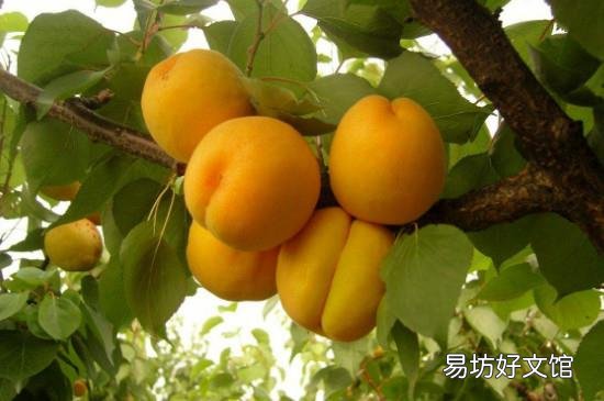 怎么摘杏子