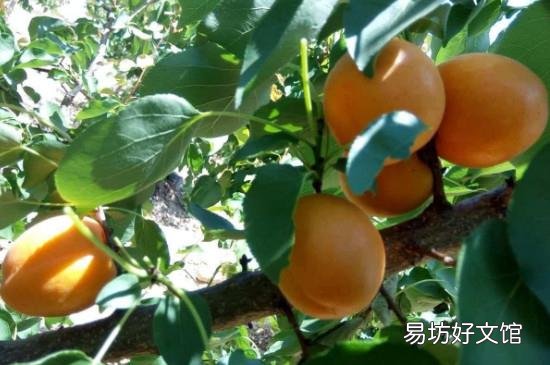 怎么摘杏子