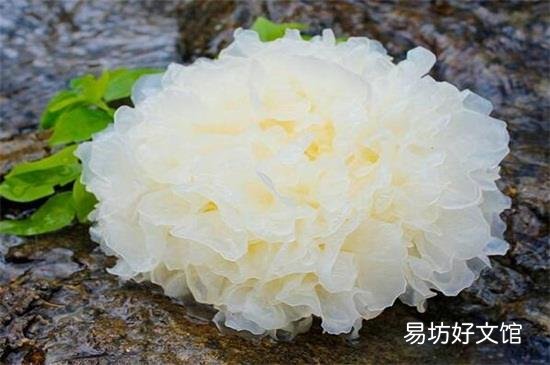 木耳的功效与作用