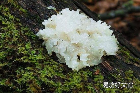 木耳泡过捞出来隔夜后能吃吗