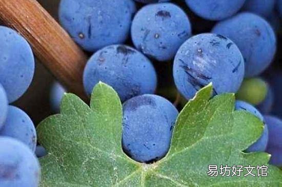 葡萄一天吃多少为宜