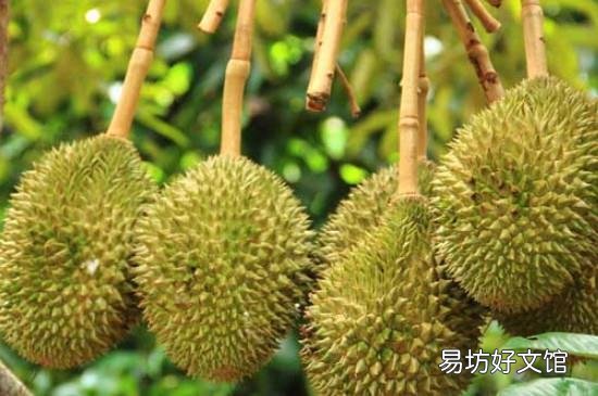 榴莲的臭味有毒吗
