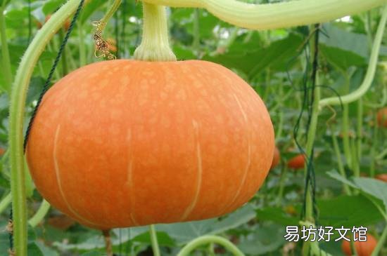 荔枝不能和什么一起吃