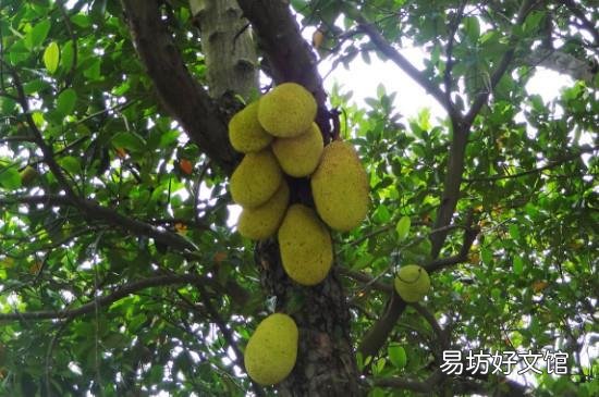 切开的半个菠萝蜜怎么保存