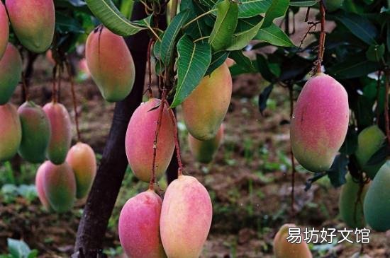 芒果表面有疙瘩是什么原因
