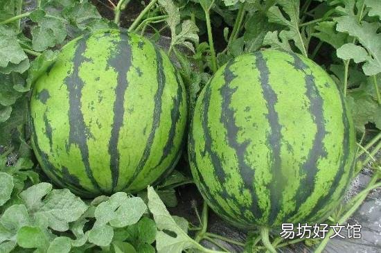 西瓜有点软软的能吃吗