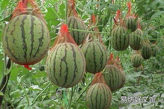 西瓜有点软软的能吃吗