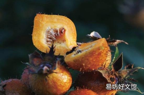 金刺梨功效和作用