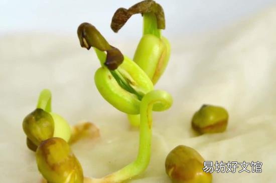 绿豆芽长绿叶还能吃吗
