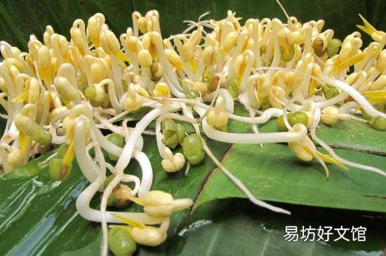 绿豆芽长绿叶还能吃吗