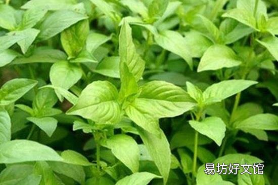 新鲜荆芥怎样长期保存