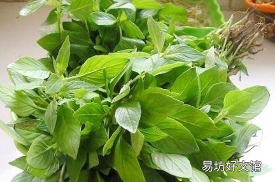 新鲜荆芥怎样长期保存