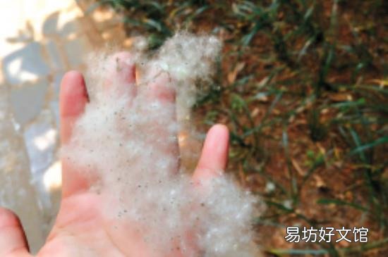 窗纱上的棉絮怎么清理