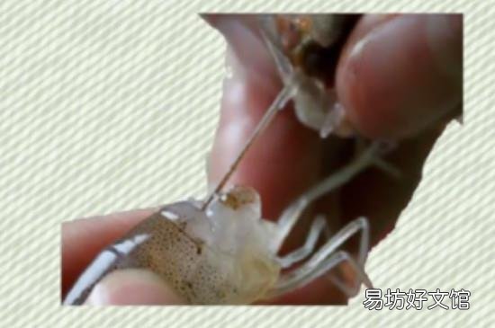 怎么处理虾线