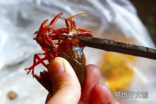 怎么处理活虾