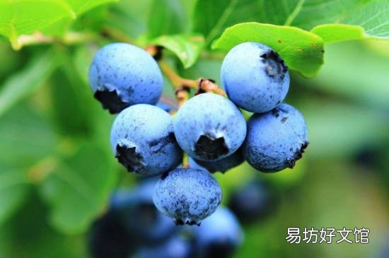 蓝莓的十大功效与作用