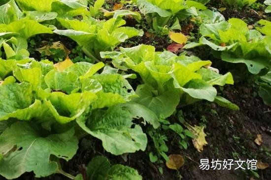 怎么防止麻雀吃菜苗