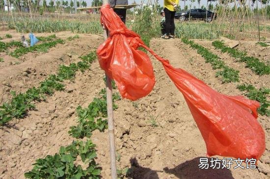 怎么防止麻雀吃菜苗
