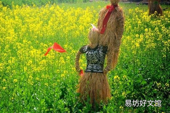 怎么防止麻雀吃菜苗